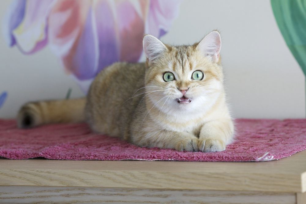 Gato británico emitiendo un chillido.