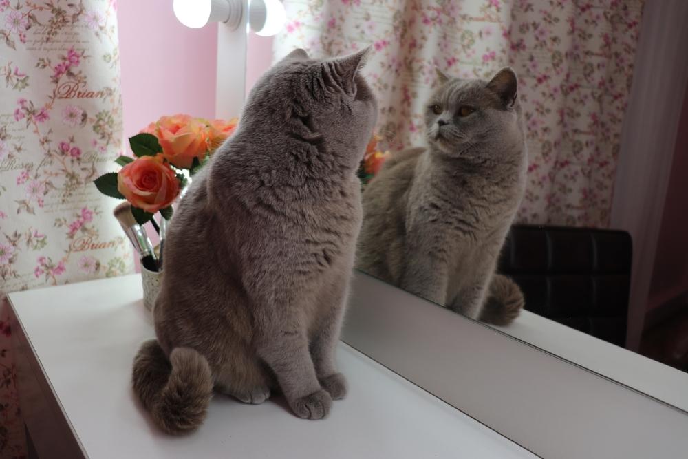 Gato gris británico mirándose en el espejo