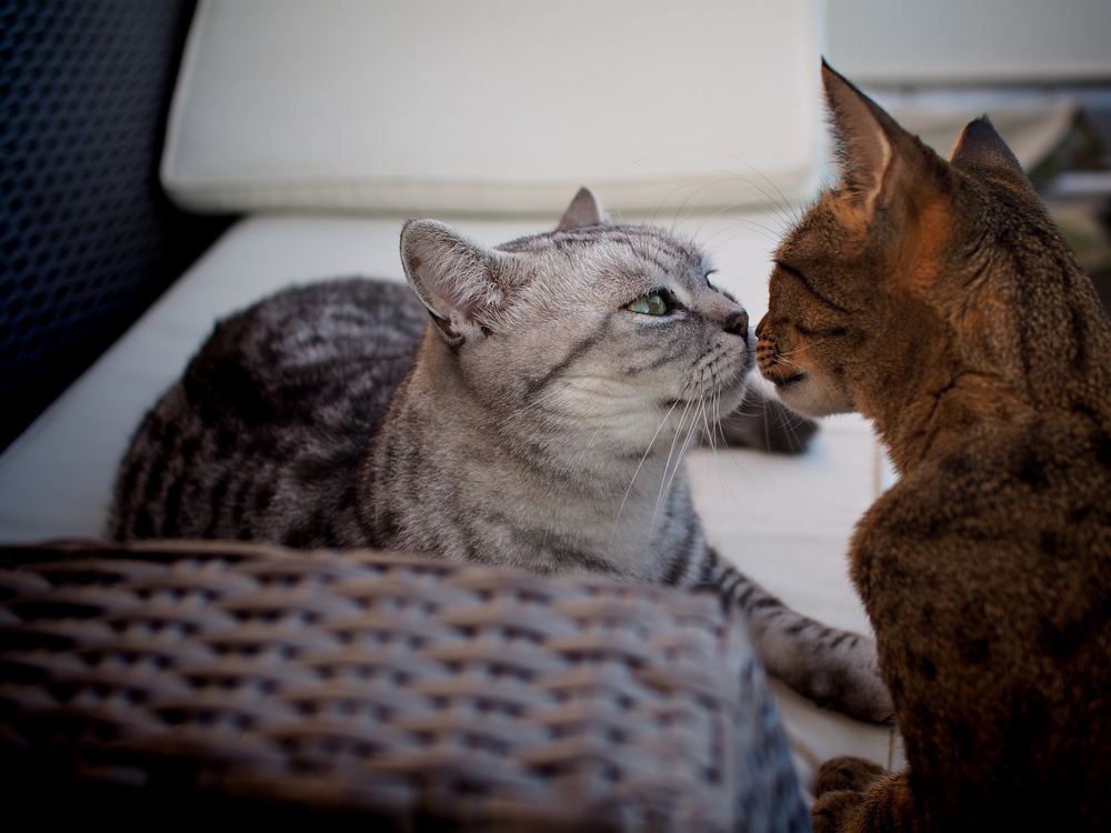 Gato británico de pelo corto y gato Savannah