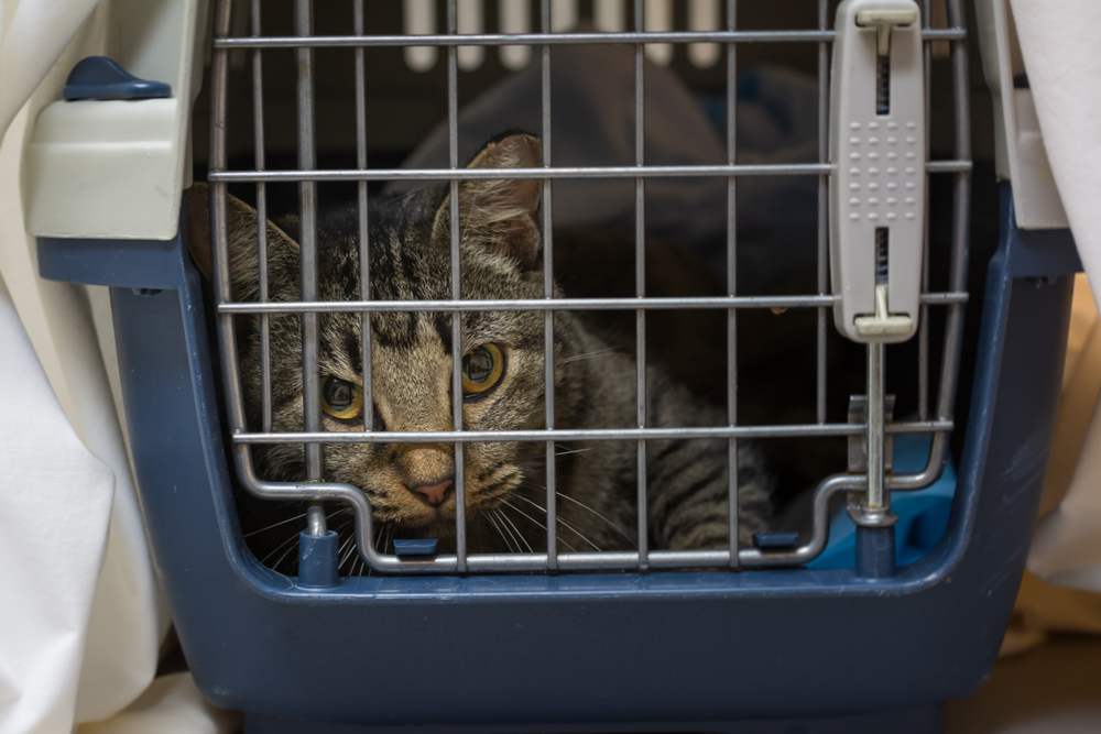 Gato atigrado marrón en transportador