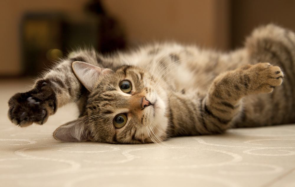 Una imagen llena de acción que captura a un gato en medio de un movimiento de deslizamiento, resaltando el movimiento rápido y ágil del gato, posiblemente jugando o interactuando con un objeto.