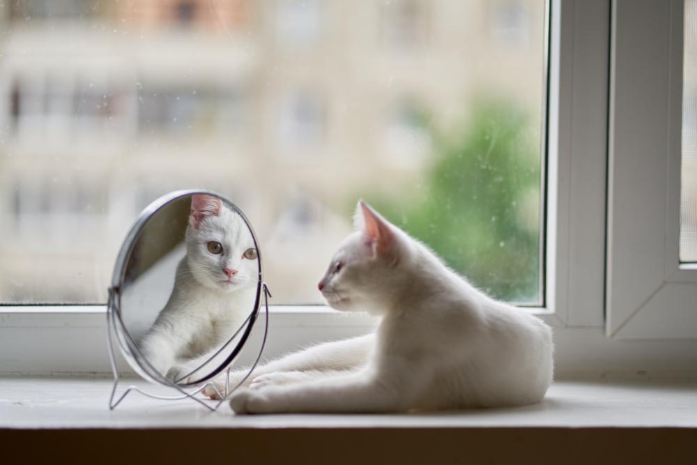 El gato se mira en el espejo