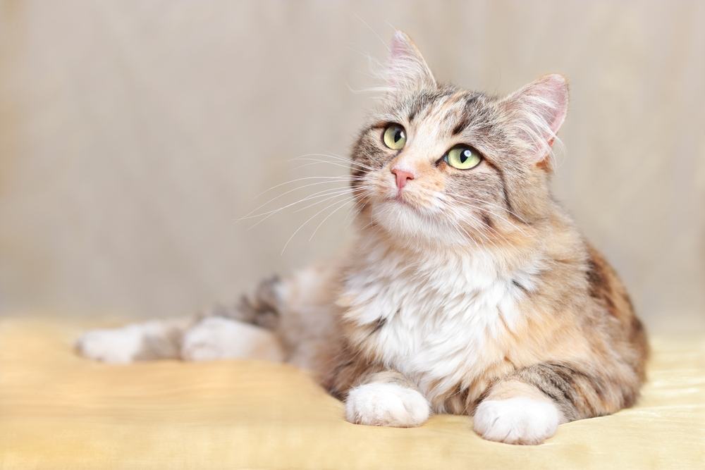 Nombres de gatos guerreros: Gato peludo descansa sobre una manta naranja