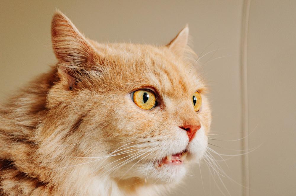 Una imagen intrigante que captura a un gato con los sentidos agudizados, que parece olfatear el aire en respuesta a un aroma o estímulo atractivo.