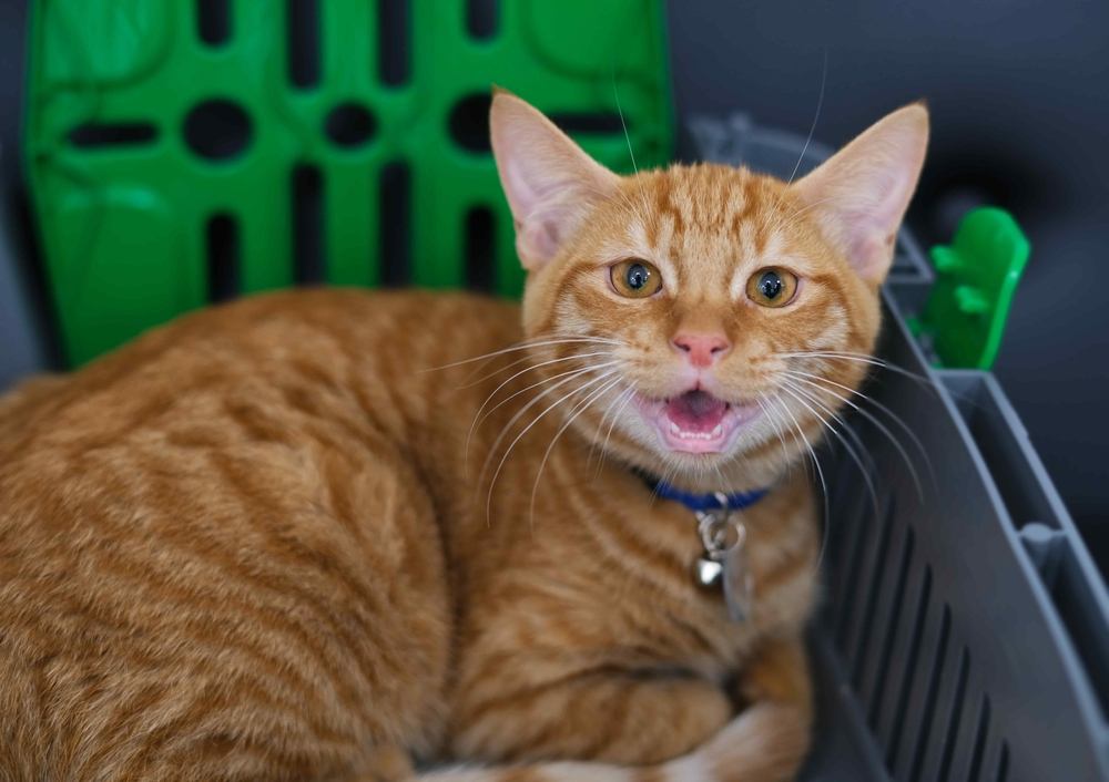 Retrato en primer plano de un gato rojo maullando