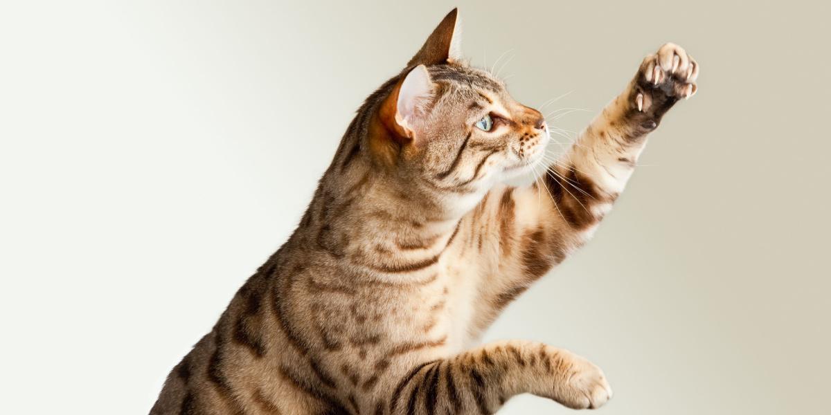 Adorable gato de Bengala estirado hacia arriba con una expresión entrañable. La imagen captura el encanto de un gato que estira su cuerpo hacia arriba, posiblemente para llamar la atención o jugar.