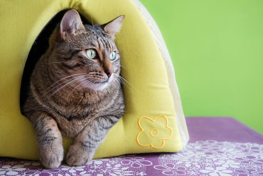 Lindo gato en una casa iglú verde en casa