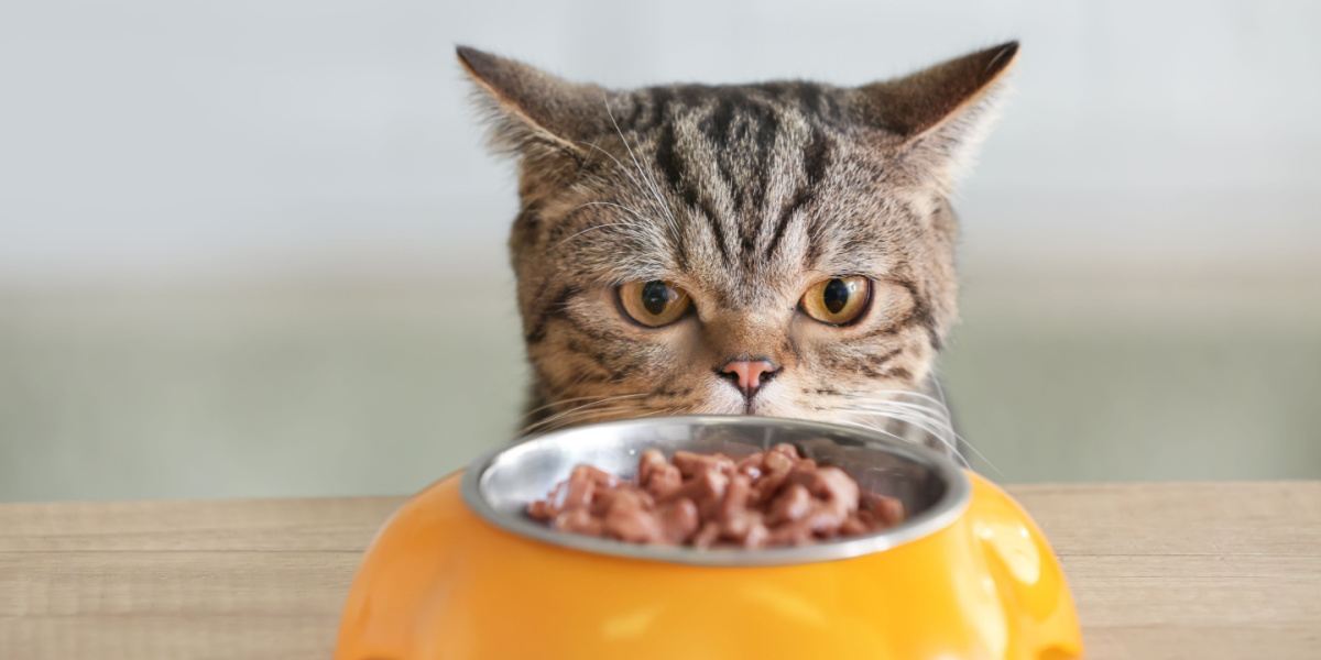 Lindo gato mirando un recipiente con comida