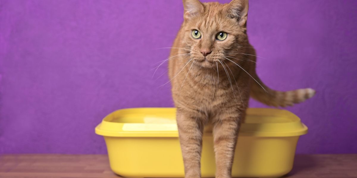 Un lindo gato rojo saliendo de una caja de arena amarilla.