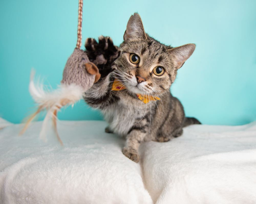 Lindo gato atigrado de pelo corto jugando con juguetes