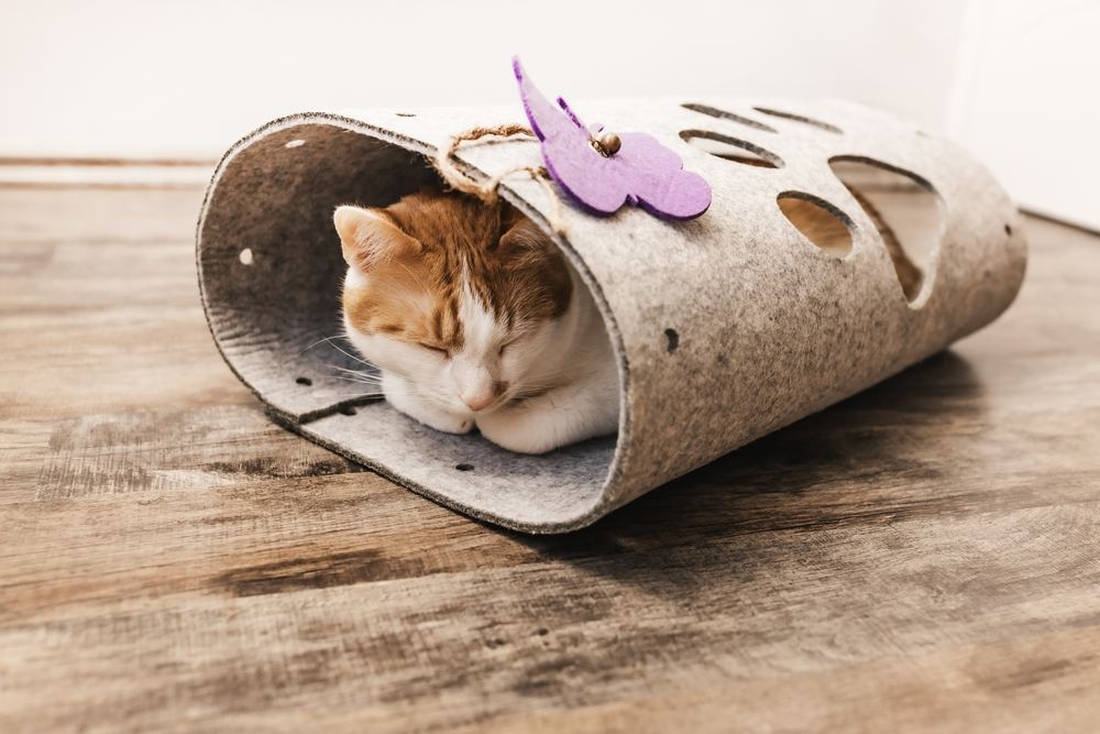 Lindo gato doméstico joven bicolor naranja y blanco durmiendo en un acogedor túnel de fieltro para gatos