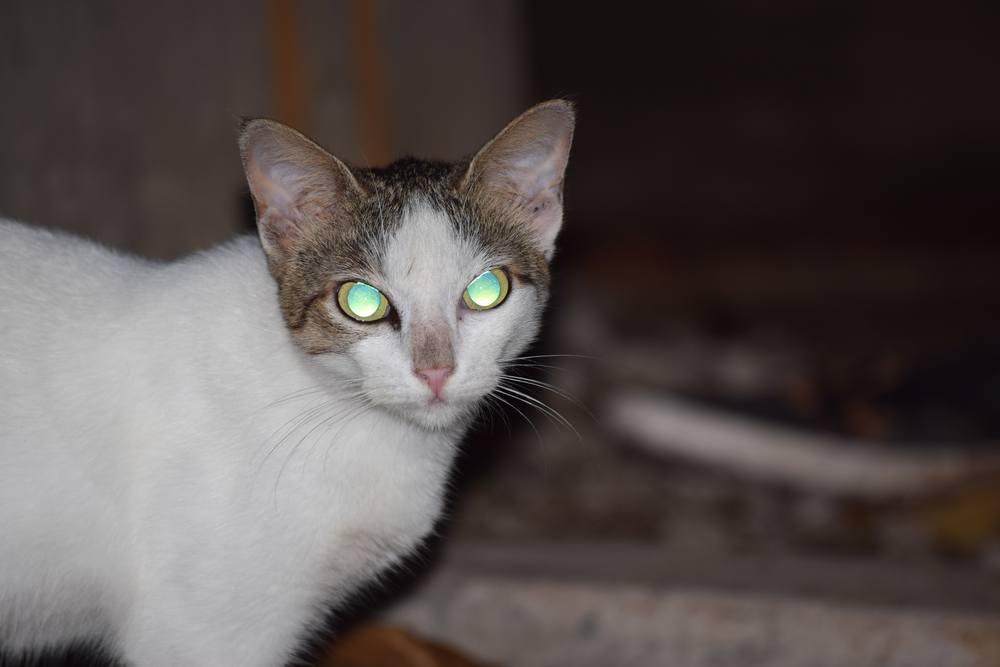 Gato doméstico con ojos brillantes por la noche.