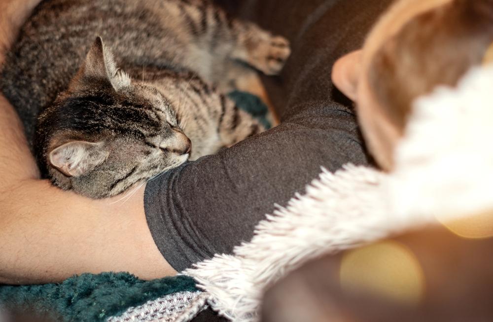 Gato doméstico rayado durmiendo abrazado a su dueño