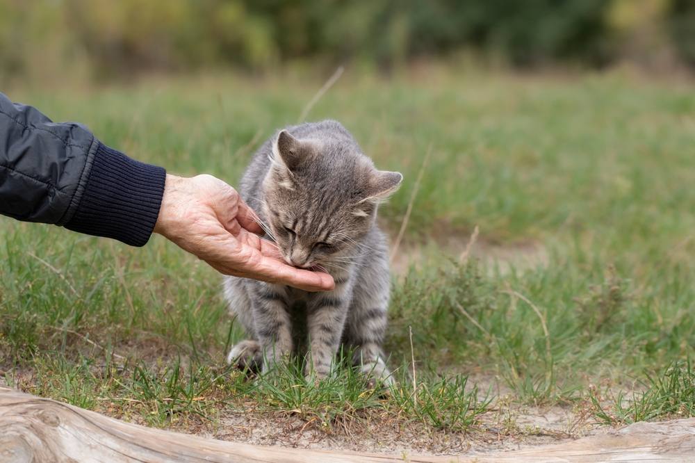 Alimentando a un gato callejero