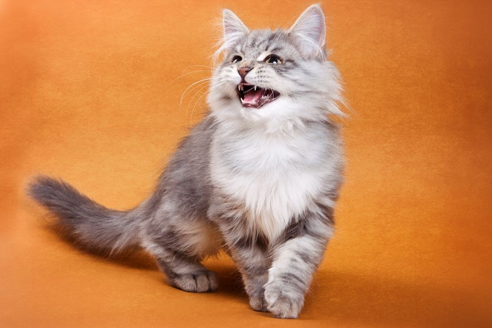 Gato gris esponjoso emitiendo un chillido.