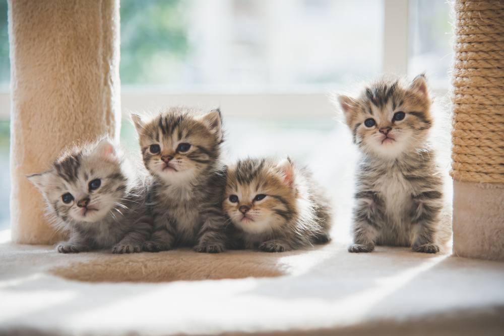 Grupo de gatitos persas sentados en una torre para gatos