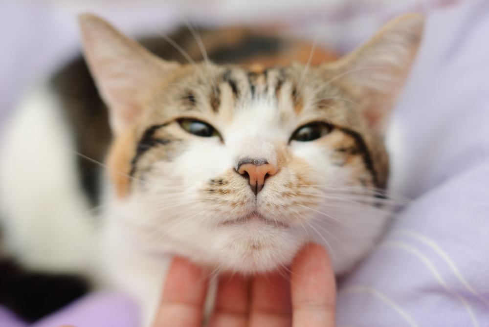 Gato feliz se complace con las caricias de la mano