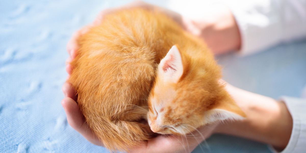 Gatito durmiendo en manos de un hombre