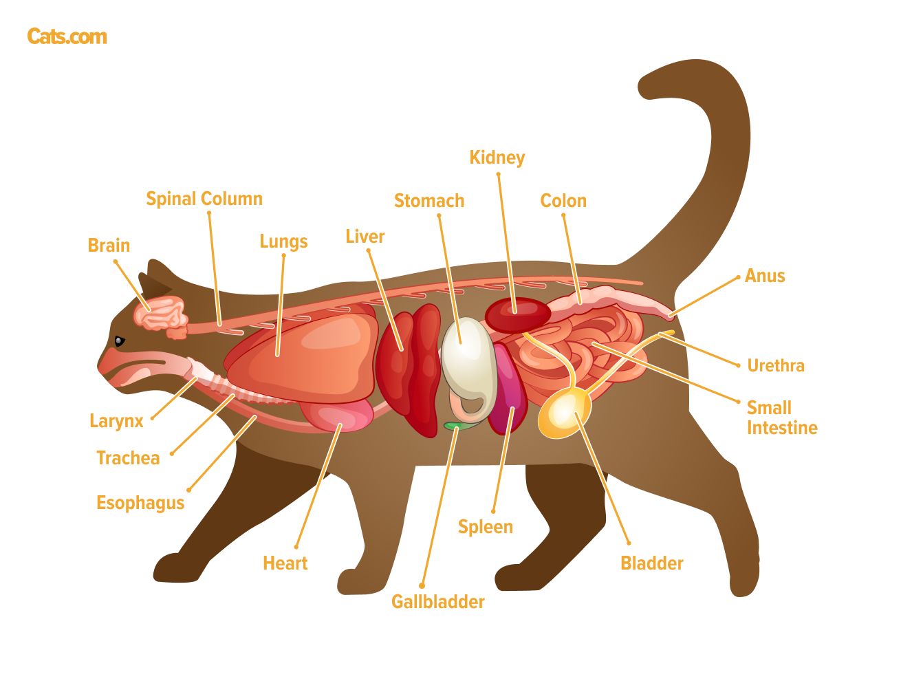 Una imagen relacionada con los órganos felinos, posiblemente ilustrando la anatomía de los órganos internos de un gato.