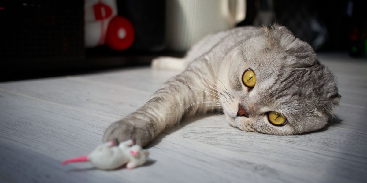 El gato Scottish Fold se tumba en el suelo y estira su pata.