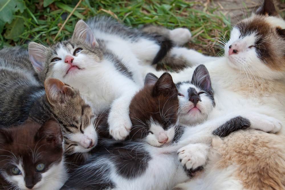 Pequeños gatitos descansando al aire libre