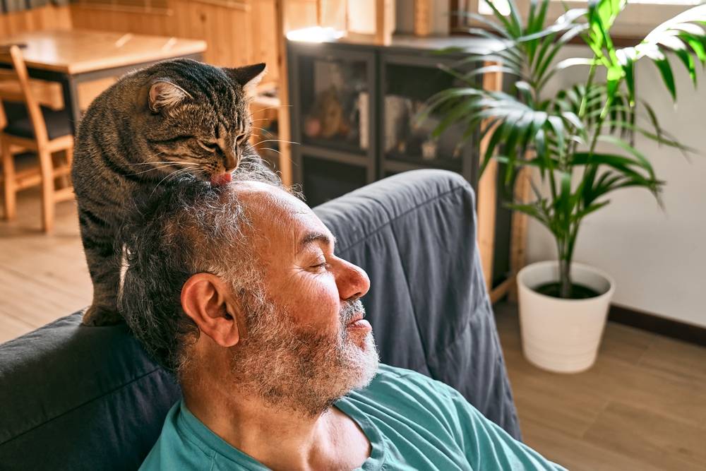 Gato atigrado lamiendo la cabeza de un hombre barbudo