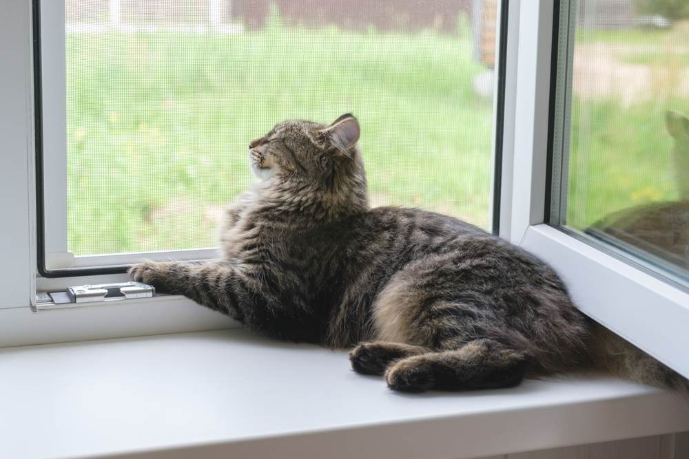 Gatito atigrado sentado en el alféizar de la ventana en verano.