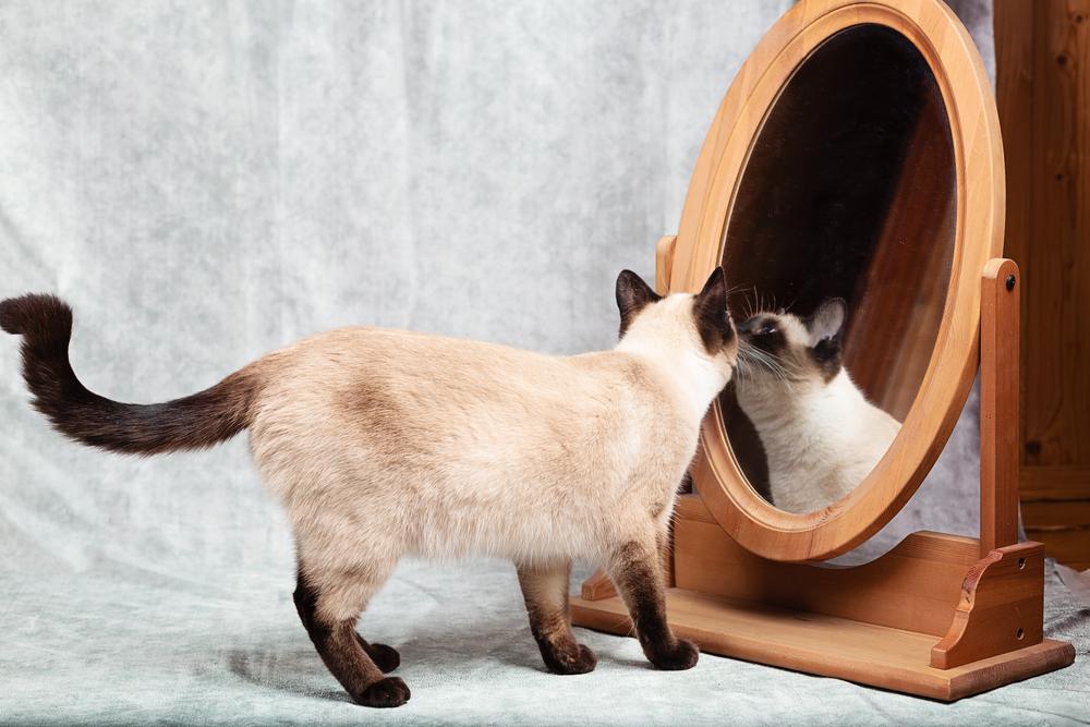 El gato se mira en un espejo de escritorio con marco de madera.