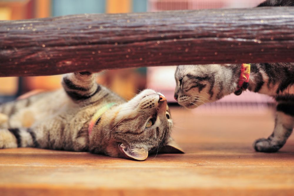 Dos gatos americanos de pelo corto huelen y juegan