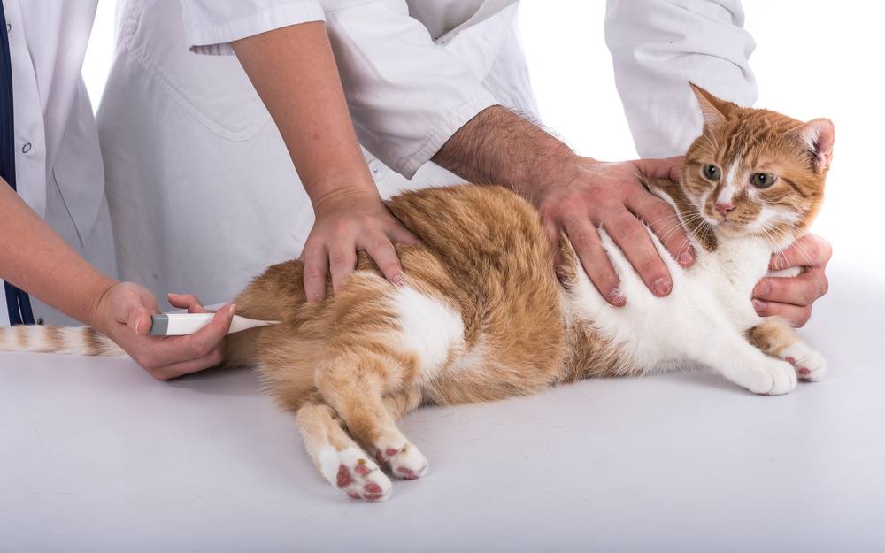 Veterinario tomando la temperatura de un gato