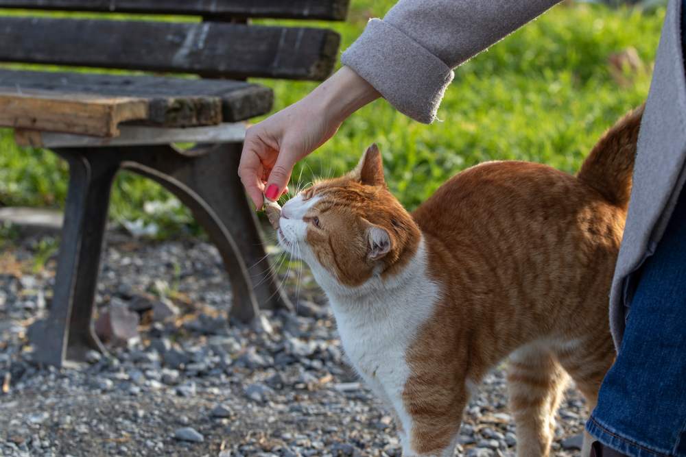 Mujer alimenta a un gato callejero