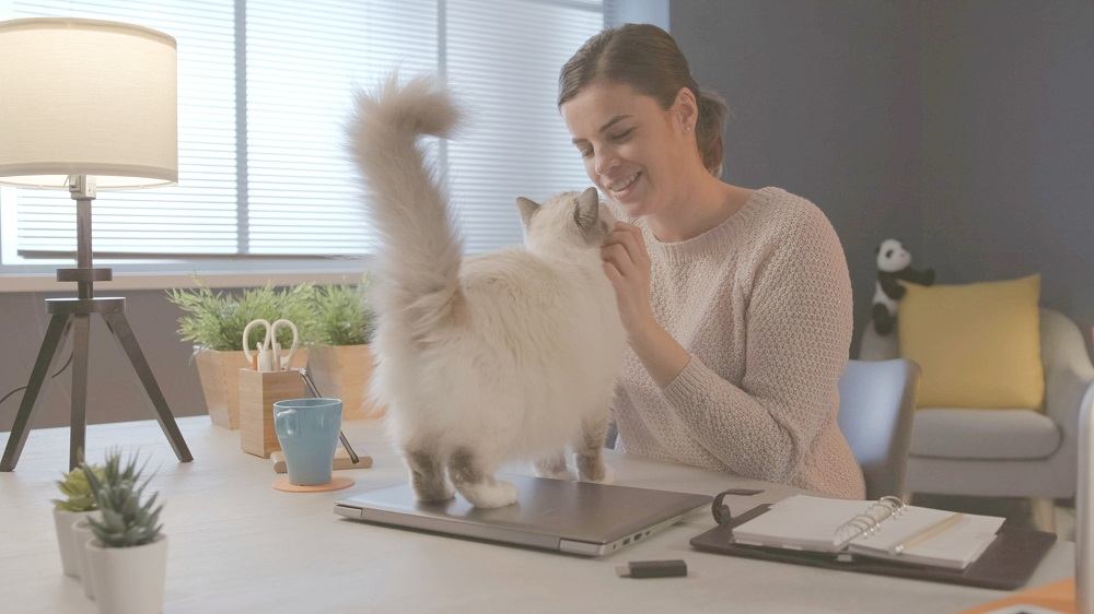 Mujer sentada en el escritorio en casa y abrazando a su hermoso gato.