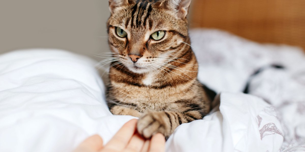 Mujer compartiendo momentos cariñosos con un grupo de gatos. La imagen captura la conexión entre la mujer y sus compañeros felinos mientras los toca e interactúa con ellos.