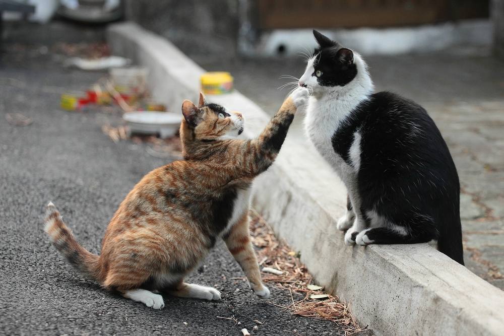 Un gato tratando de alcanzar a un amigo sentado.