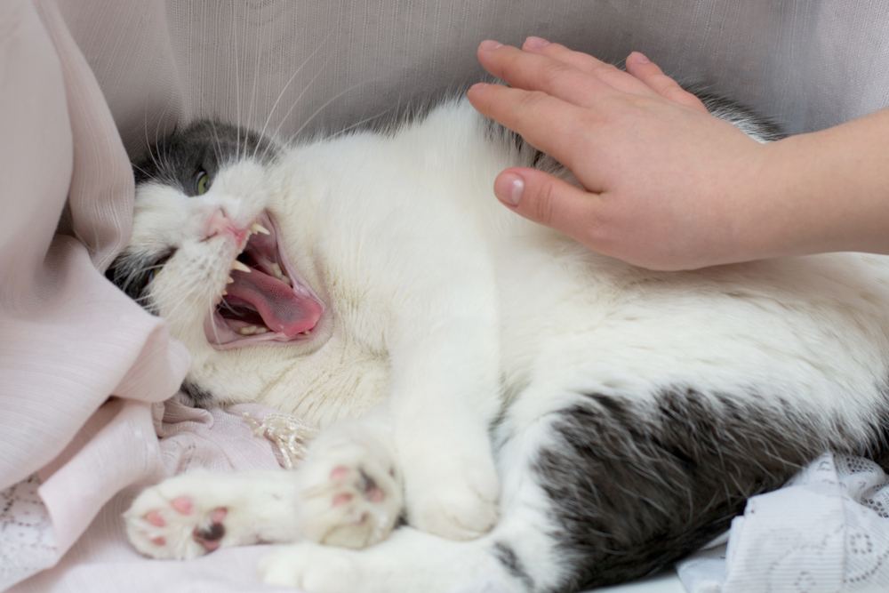 Un gato loco y la mano de su dueño intentando acariciarlo