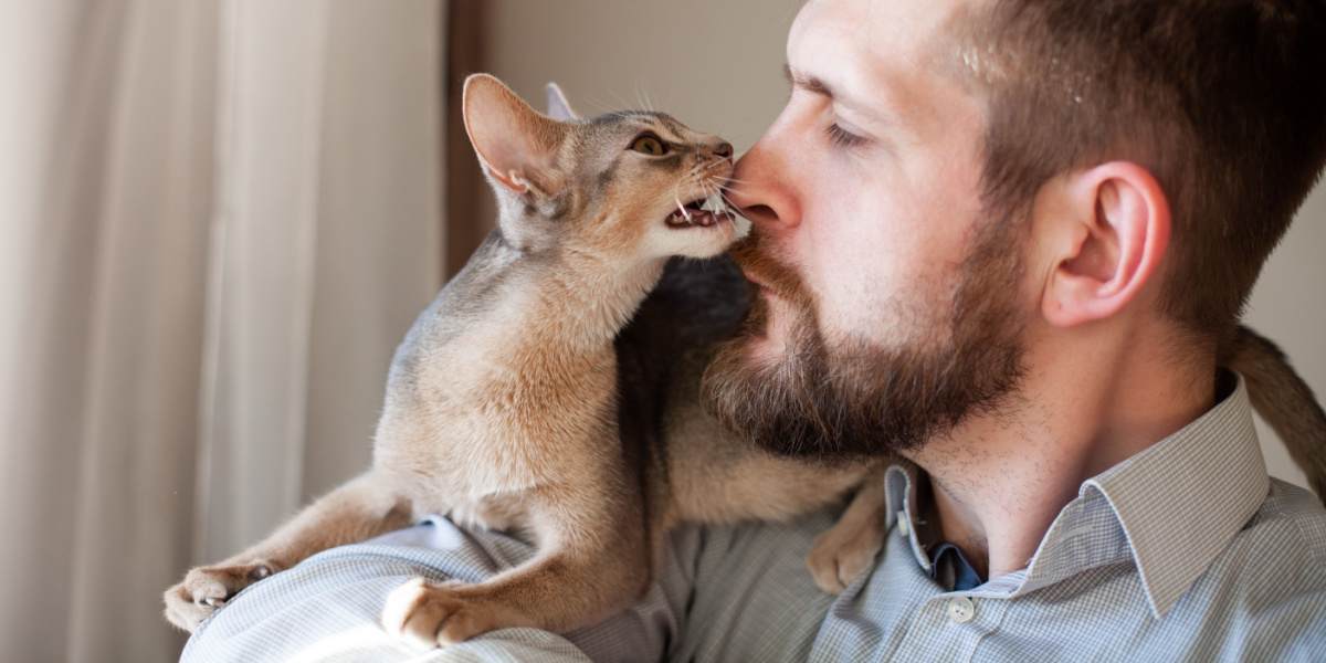 Un gatito abisinio mordisquea juguetonamente la nariz de un hombre barbudo, mostrando un momento encantador de interacción y afecto entre especies.