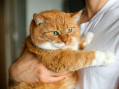 big fat ginger cat