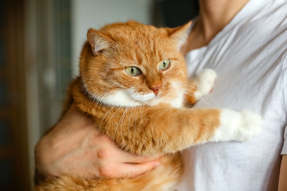 Retrato de un gato pelirrojo grande y regordete.