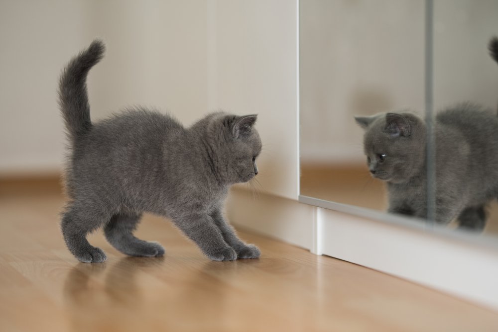 Gatito británico de pelo corto azul mirándose al espejo