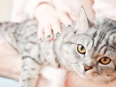 A British Shorthair cat gazing intently, its round face and captivating eyes reflecting the breed's distinct charm and characteristic curiosity.