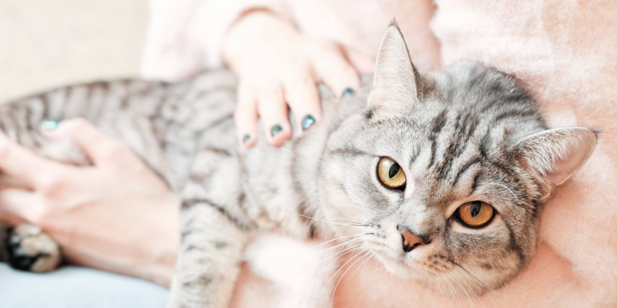 Un gato británico de pelo corto que mira fijamente, su cara redonda y sus ojos cautivadores reflejan el encanto distintivo de la raza y su curiosidad característica.