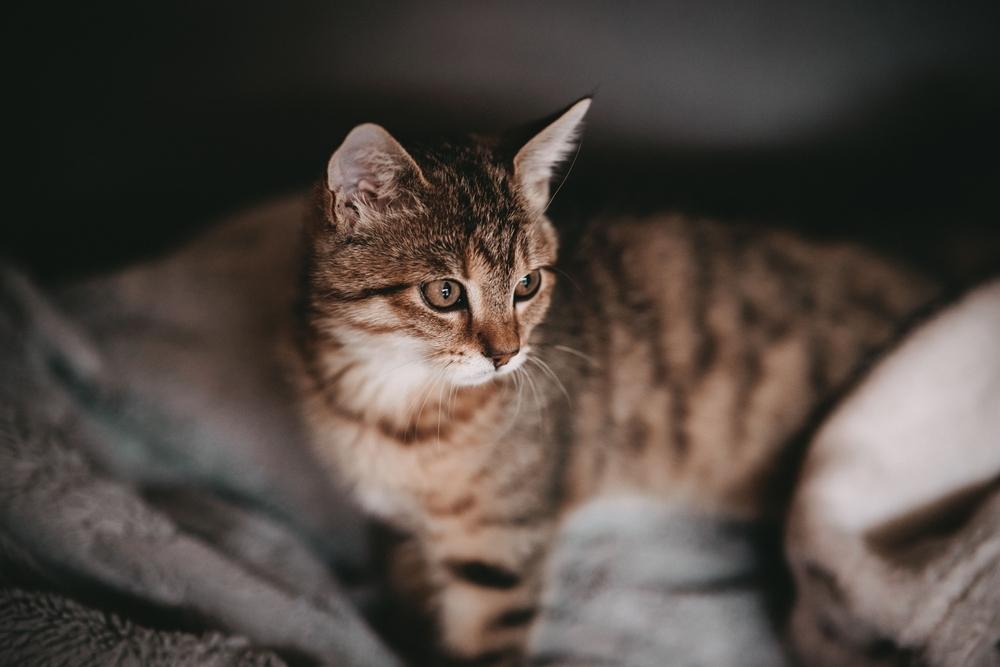 Una imagen que muestra un gato marrón con una mirada atenta, apartando la mirada de la cámara.