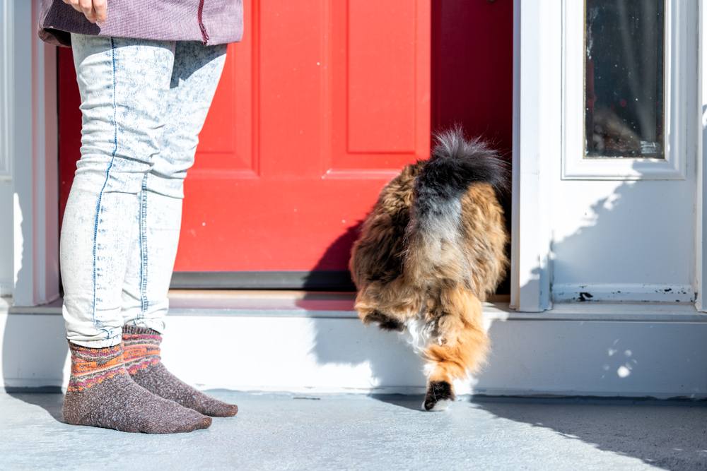 Gato Maine Coon de color calicó corriendo hacia la casa