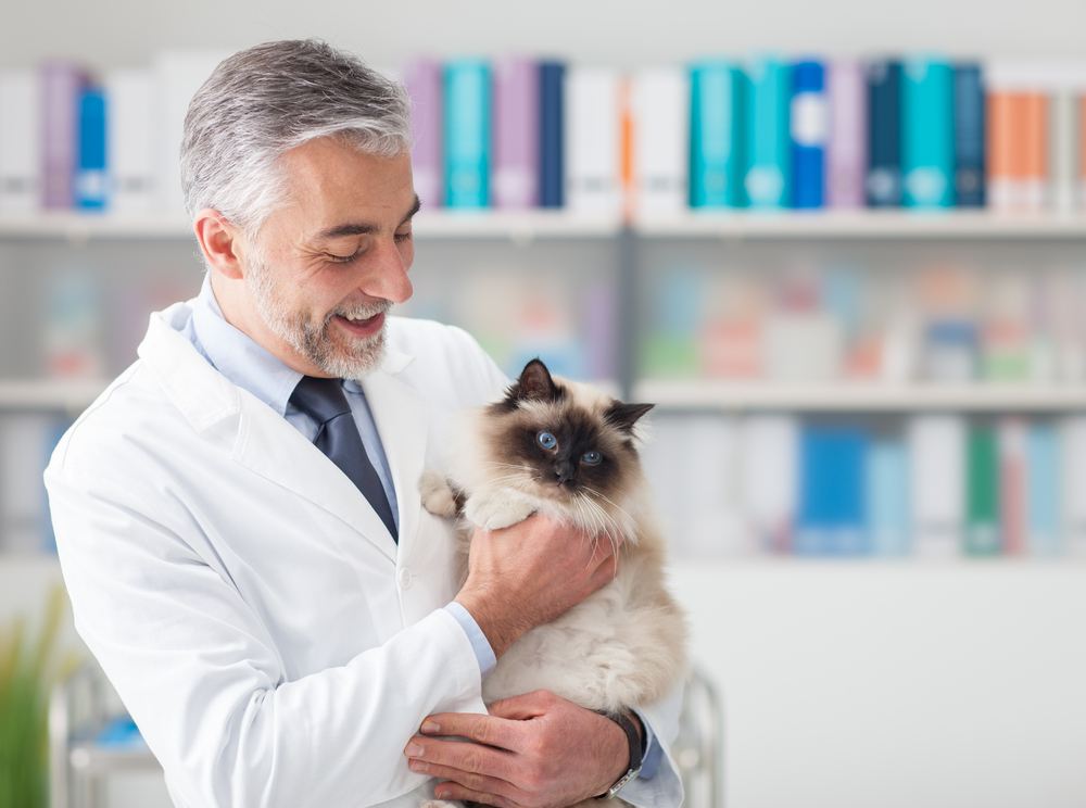 Gato en la clínica veterinaria.