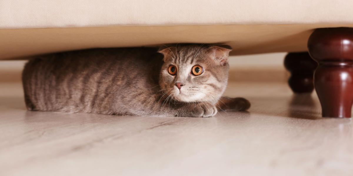 Gato tímido que busca refugio debajo de los muebles en un entorno doméstico. La imagen capta a un felino cauteloso, que posiblemente se siente seguro mientras está escondido.