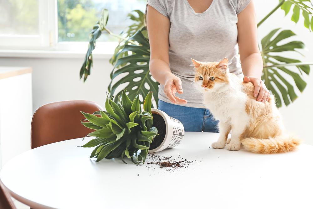 El gato golpea la planta de la casa y mira hacia otro lado al dueño