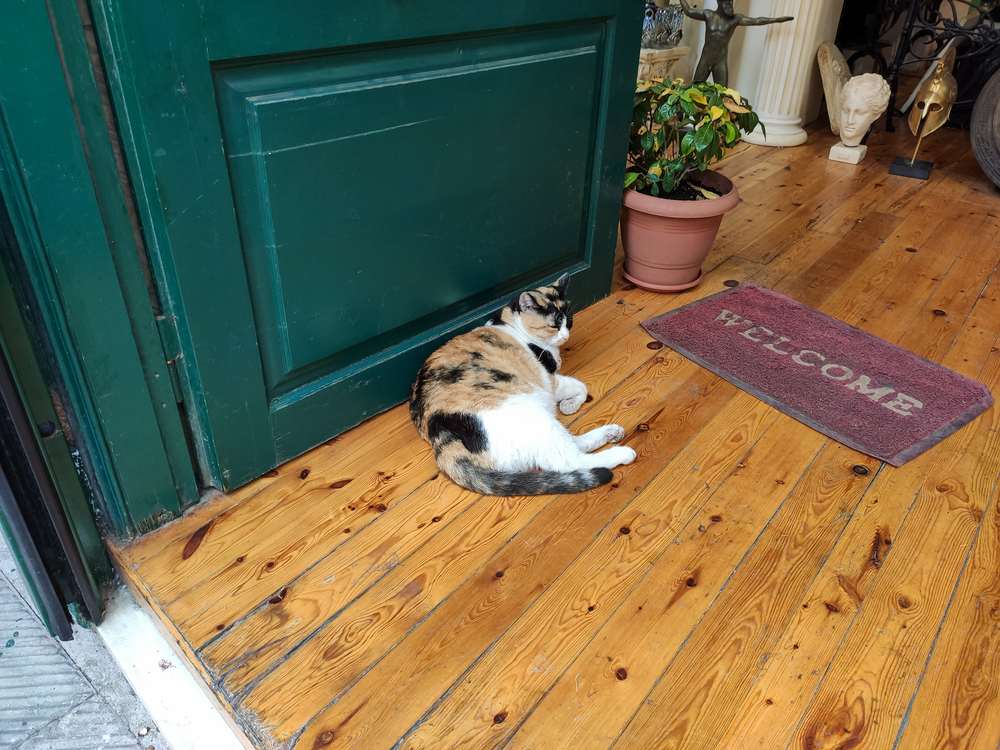 Gato acostado en el suelo cerca de la puerta de entrada