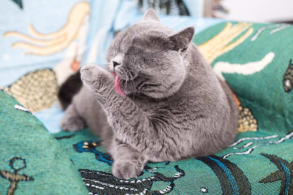 El gato se lame el pelaje con la lengua