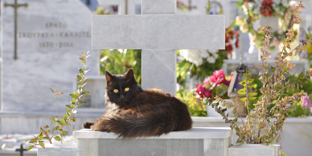 gato en el cementerio