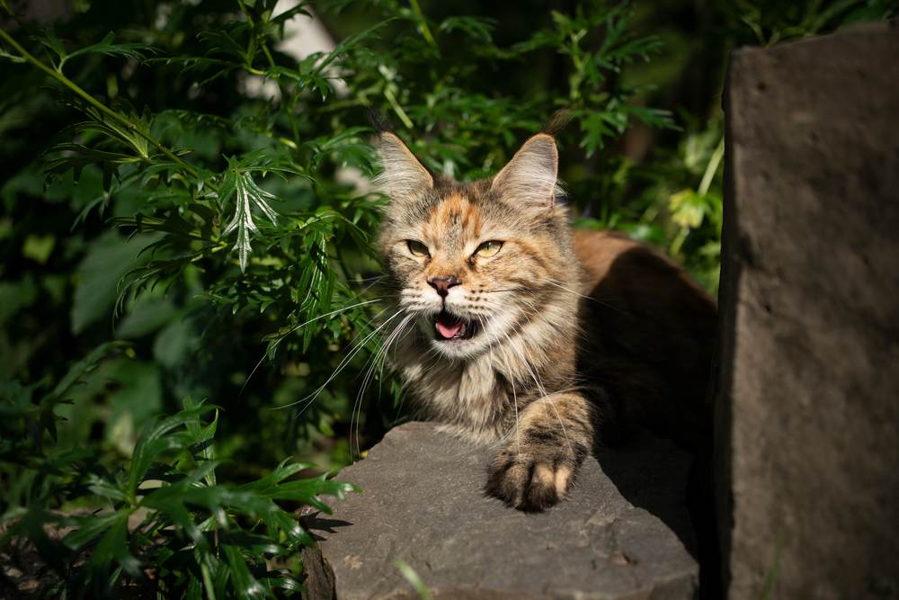 gato jadeando